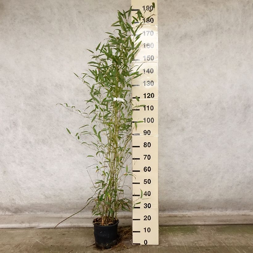 Example of Phyllostachys heteroclada - Bambou en écailles de poisson Pot de 4L/5L as you get in automne