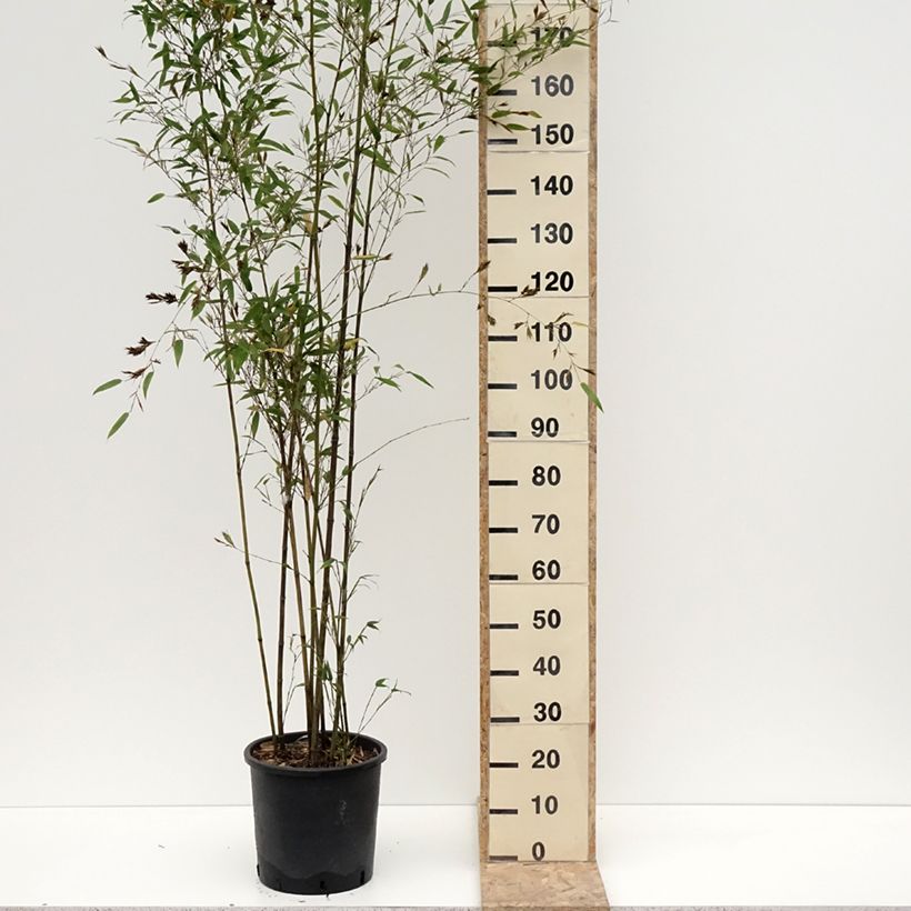 Example of Phyllostachys nigra Boryana - Bambou géant Pot de 12L/15L as you get in hiver