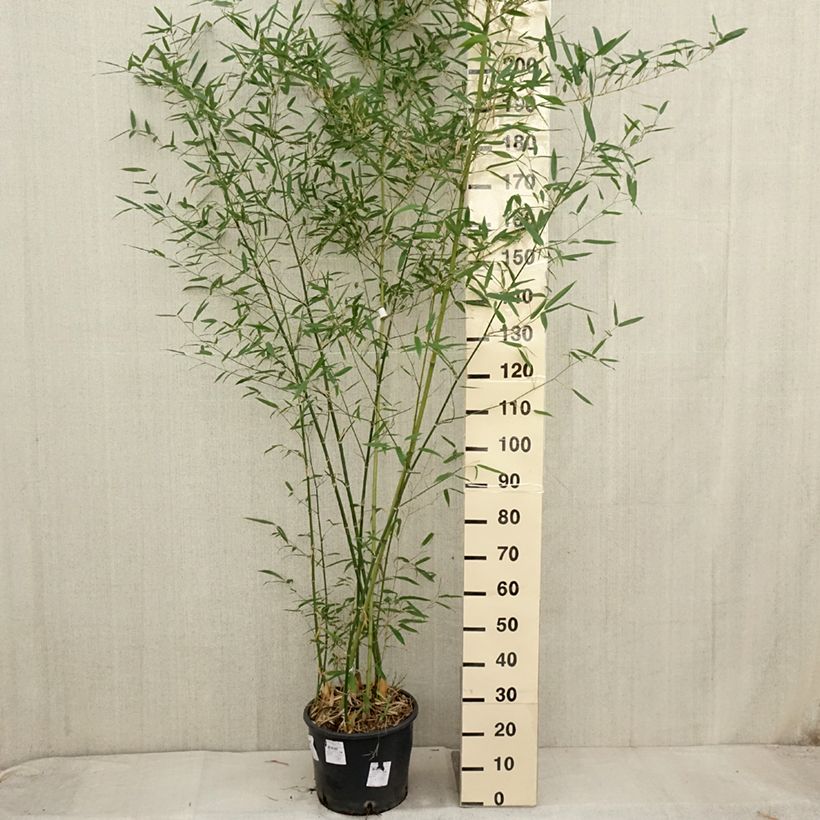 Example of Phyllostachys parvifolia - Bambou géant Pot de 12L/15L as you get in automne