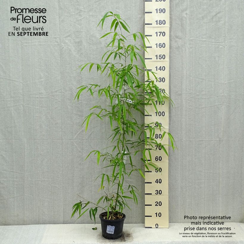 Example of Phyllostachys vivax Huangwenzhu - Bambou géant Pot de 4L/5L as you get in automne