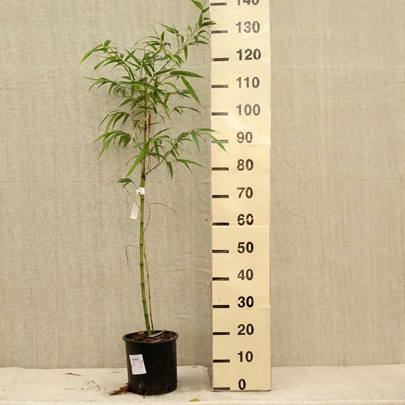 Example of Phyllostachys vivax MacClure (type) - Bambou géant Pot de 4L/5L as you get in automne