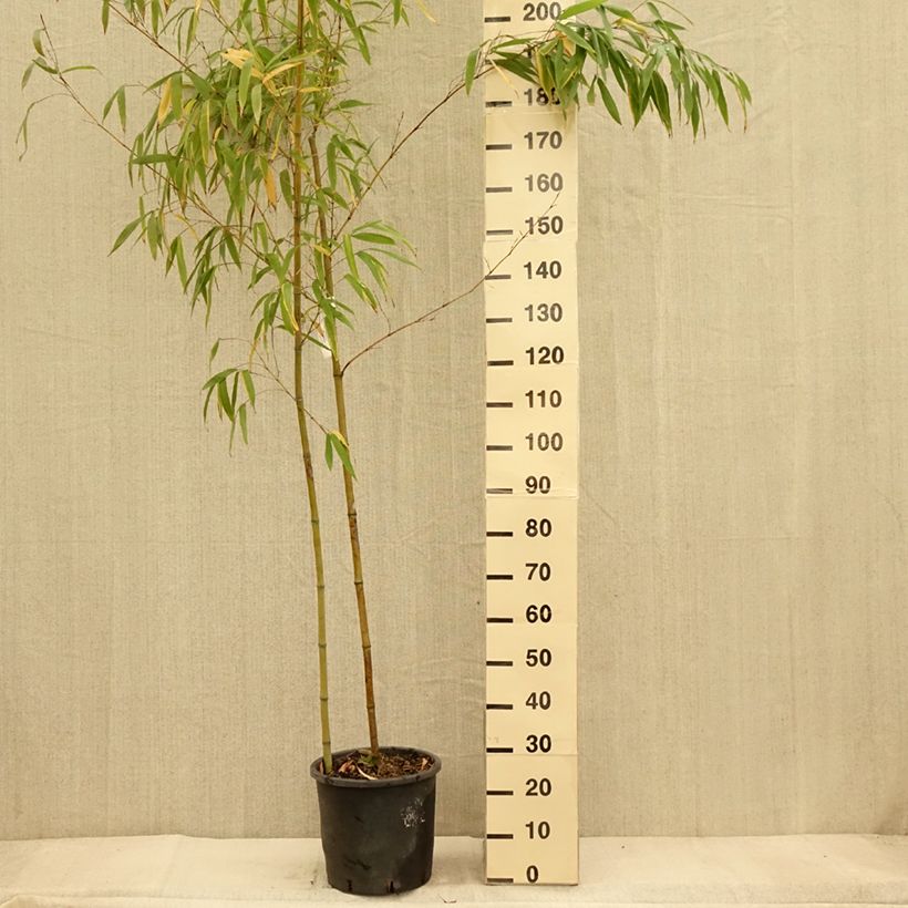 Example of Phyllostachys vivax MacClure (type) - Bambou géant Pot de 12L/15L as you get in automne