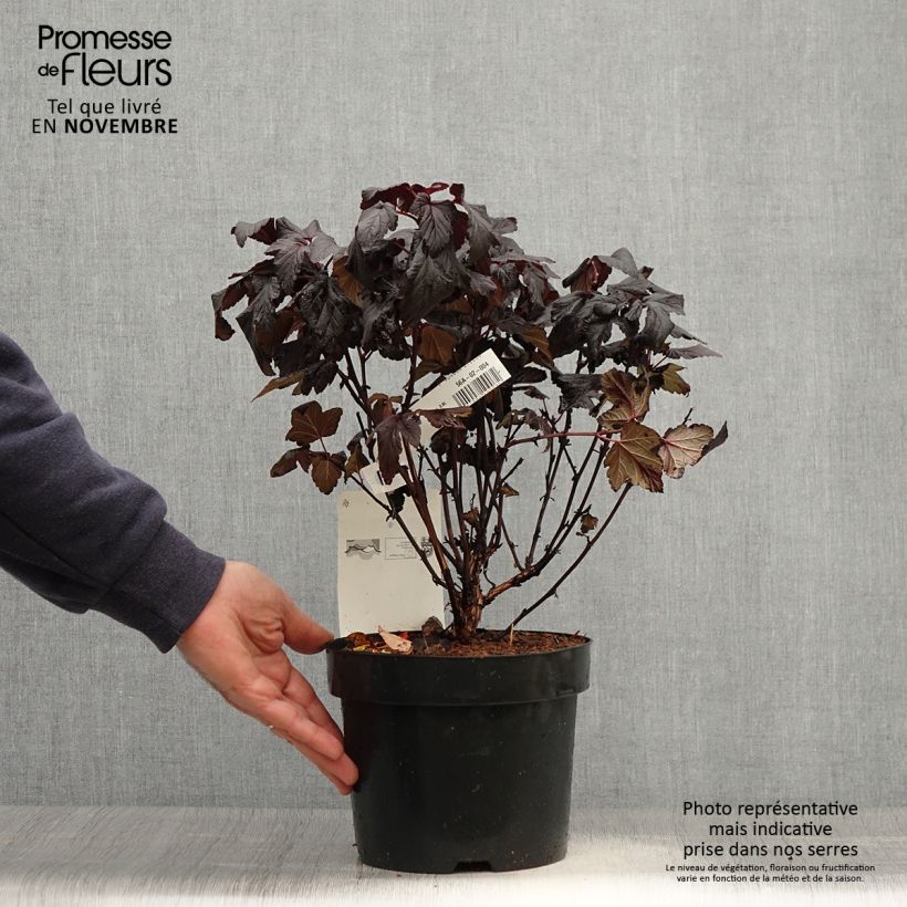 Example of Physocarpe à feuilles d'Obier - Physocarpus opulifolius Rubella Pot de 2L/3L as you get in automne