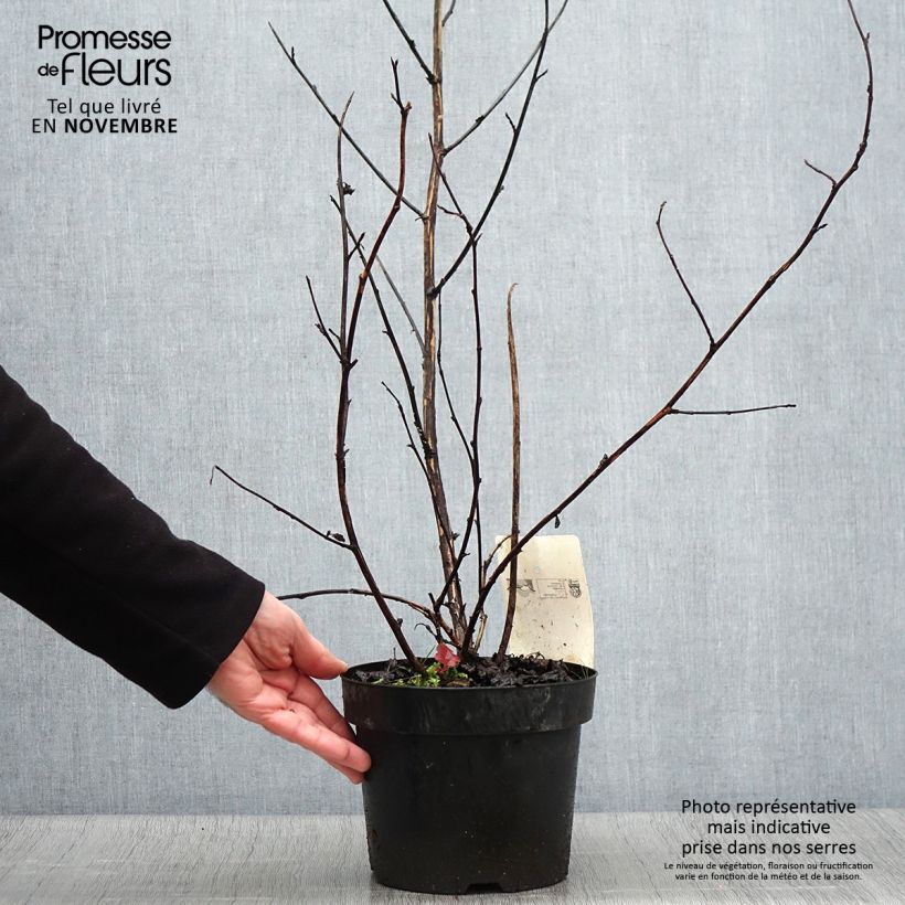 Example of Physocarpus Midnight - Physocarpe à feuille d'obier Pot de 3L/4L as you get in automne