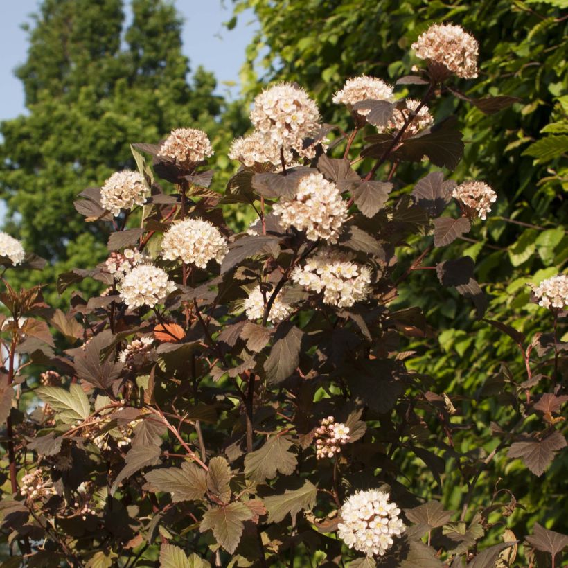 Physocarpus opulifolius Diable D'Or - Physocarpe à feuilles cuivre (Flowering)