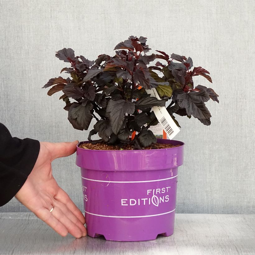Example of Physocarpus opulifolius Fireside - Physocarpe à feuilles d'obier Pot de 3L/4L as you get in automne