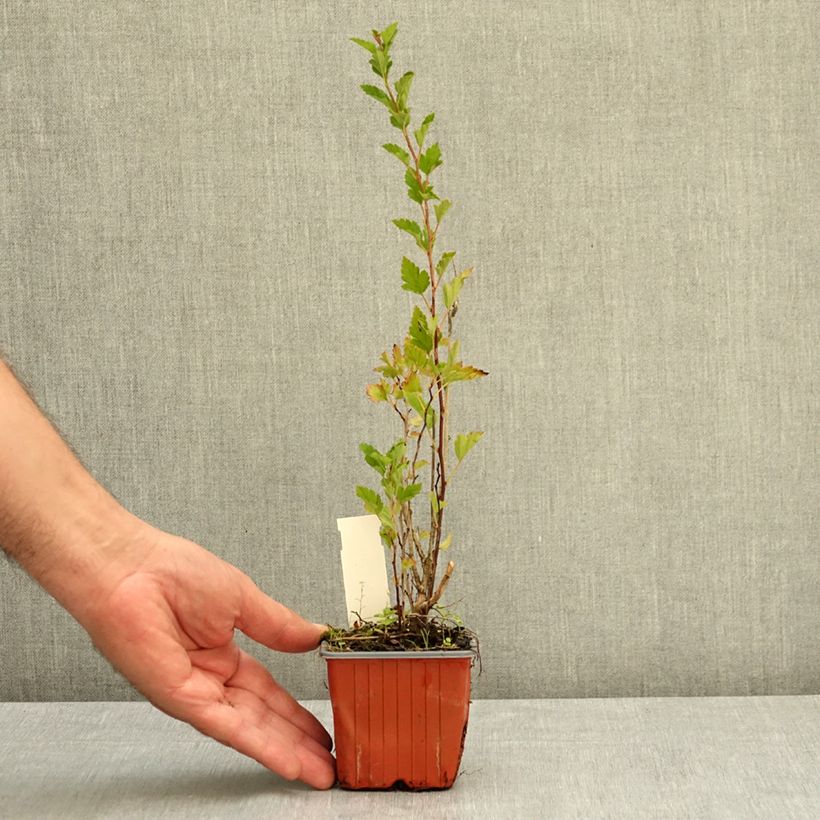Example of Physocarpus opulifolius Little Greeny - Physocarpe nain Godet de 8/9 cm as you get in ete