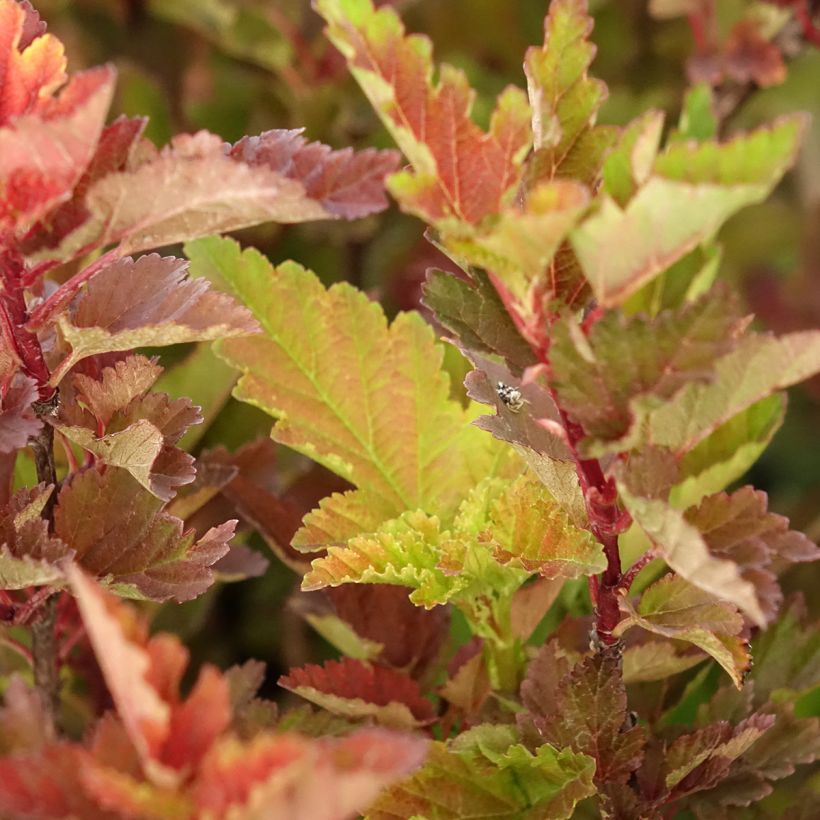 Physocarpus opulifolius Little Leena - Physocarpe (Foliage)