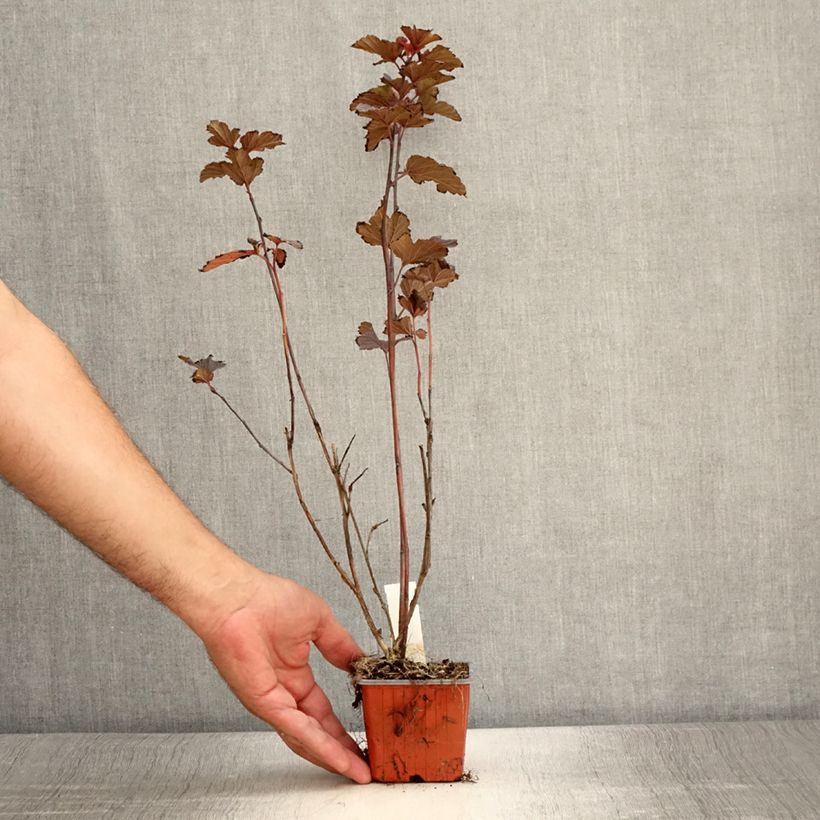 Example of Physocarpus opulifolius Red Baron - Physocarpe à feuille d'obier Godet de 8/9 cm as you get in ete