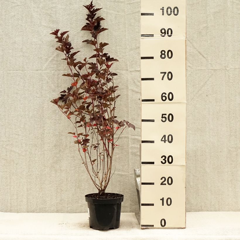 Example of Physocarpus opulifolius Red Baron - Physocarpe à feuille d'obier Pot de 2L/3L as you get in ete