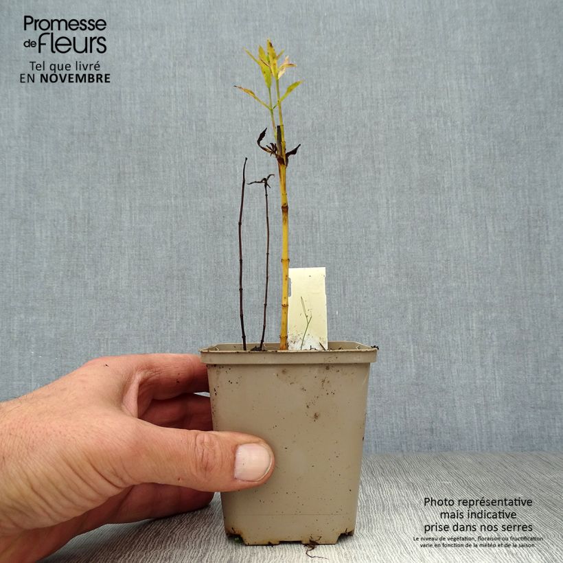 Example of Physostegia virginiana Vivid - Cataleptique Godet de 8/9 cm as you get in automne