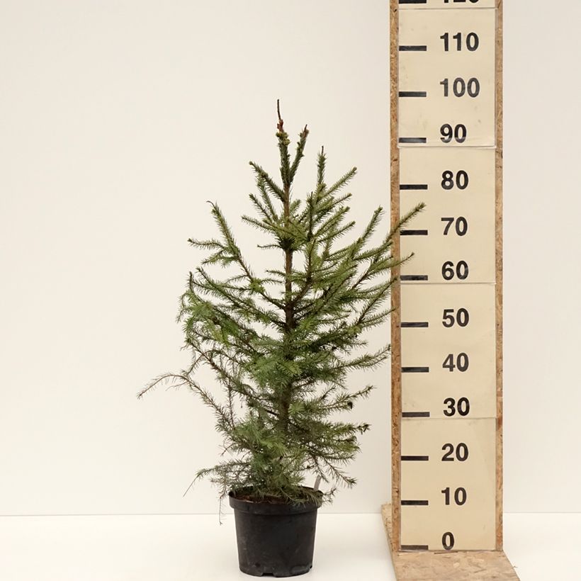 Example of Picea omorika - Épicéa de Serbie Pot de 3L/4L as you get in hiver