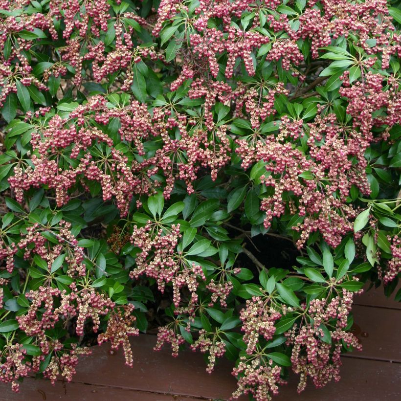 Andromède du Japon - Pieris Japonica Valley Valentine (Flowering)