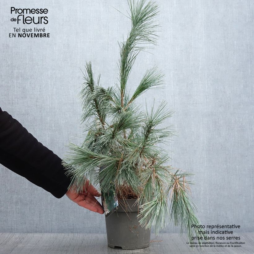 Example of Pin de l'Himalaya - Pinus wallichiana Densa Hill Pot de 3L/4L as you get in automne