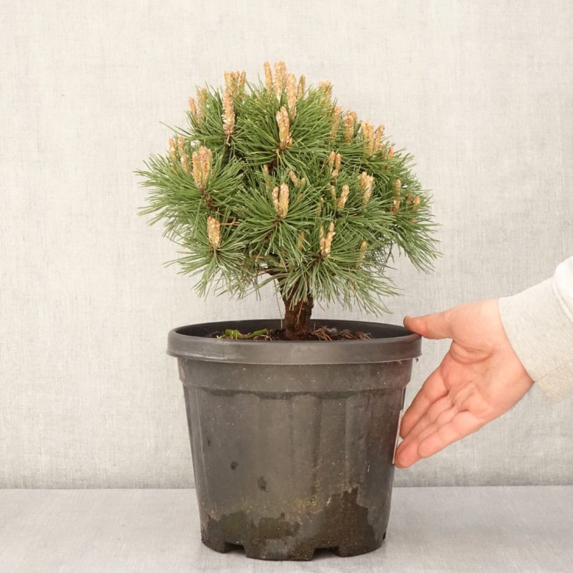 Example of Pin de montagne - Pinus mugo Benjamin Pot de 2L/3L as you get in printemps