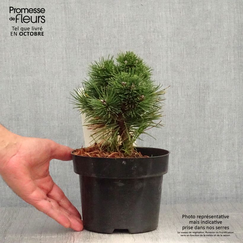 Example of Pin de montagne - Pinus mugo Heideperle Pot de 2L/3L as you get in automne