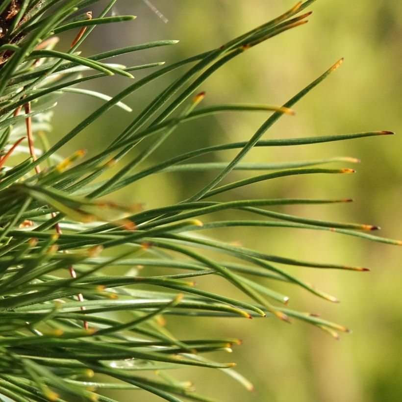 Pin de montagne - Pinus mugo Heideperle (Foliage)