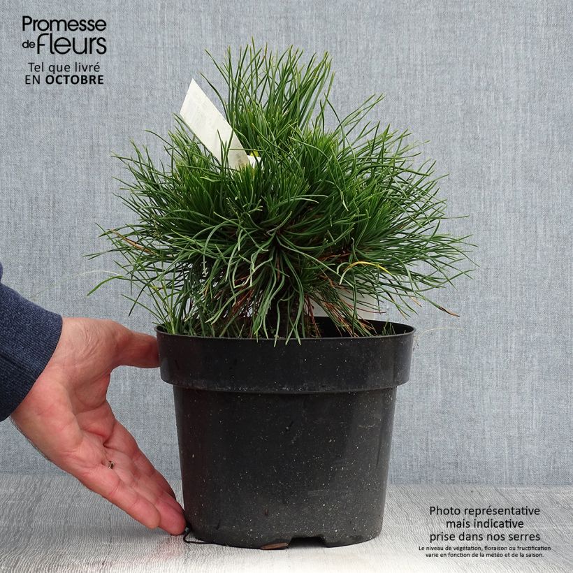 Example of Pin de montagne - Pinus mugo Varella Pot de 2L/3L as you get in automne