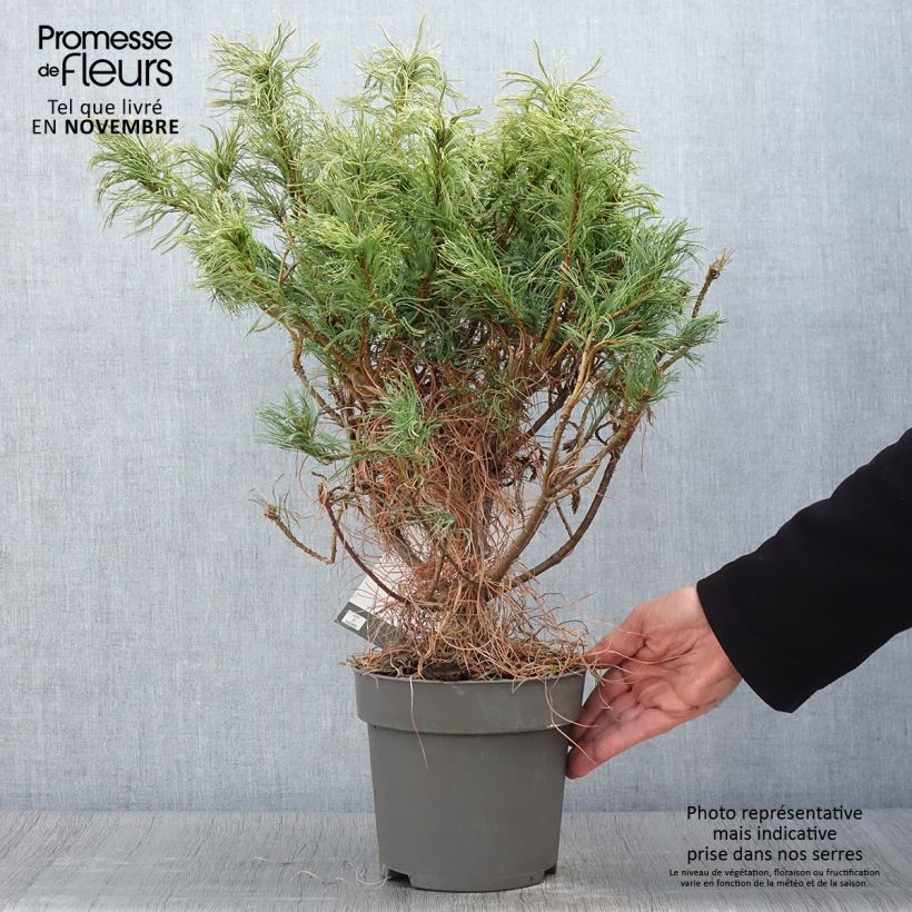 Example of Pin de Weymouth nain - Pinus strobus Green Twist Pot de 2L/3L as you get in automne