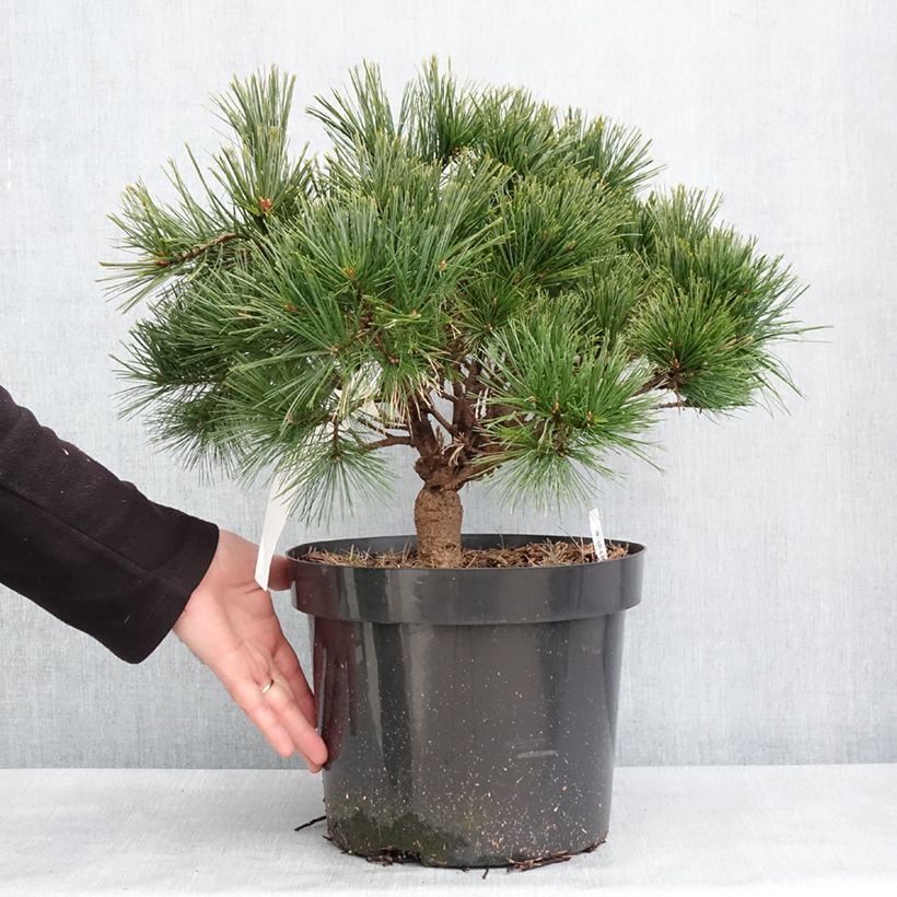 Example of Pin de Weymouth nain - Pinus strobus Minuta Pot de 7,5L/10L as you get in hiver