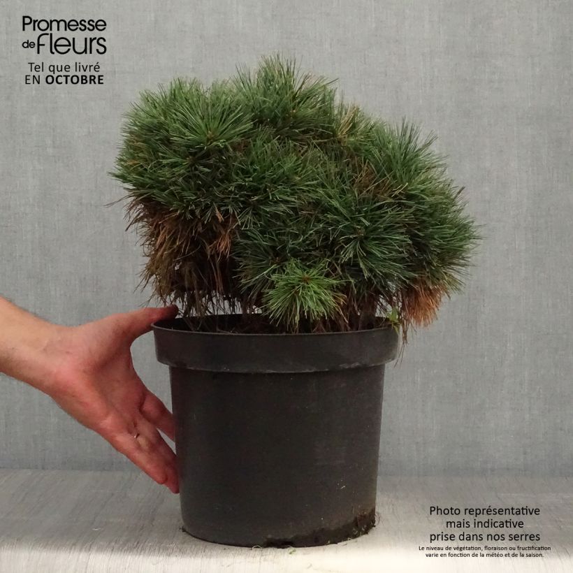 Example of Pin de Weymouth - Pinus strobus Ontario                        Pot de 7,5L/10L, Tige as you get in automne