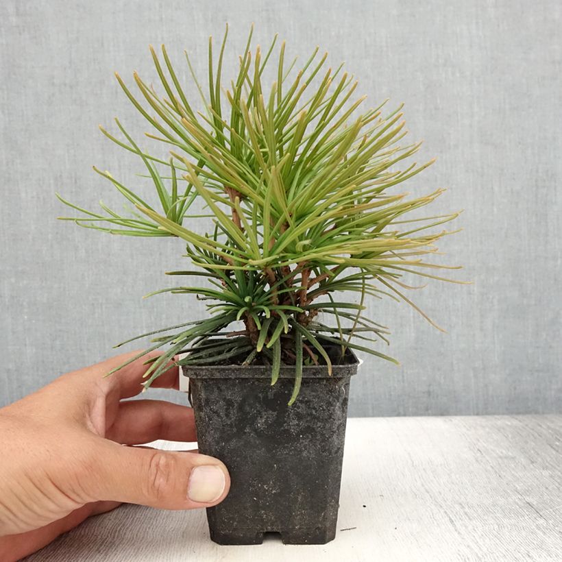 Example of Pin parasol du japon - Sciadopitys verticillata Godet de 8/9 cm as you get in ete