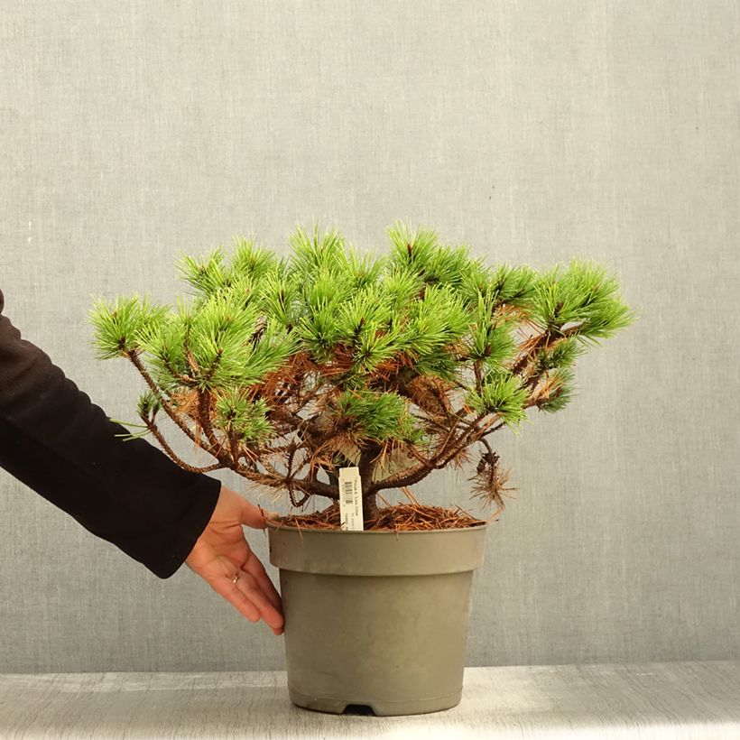 Example of Pin rouge du Japon - Pinus densiflora Low Glow                       Pot de 7,5L/10L as you get in automne
