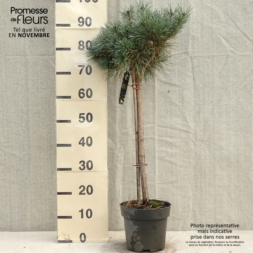 Example of Pin sylvestre nain - Pinus sylvestris Chantry Blue Pièce, Buisson as you get in automne
