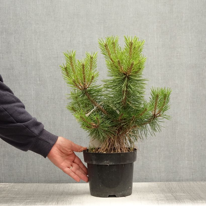 Example of Pinus densiflora Jane Kluis - Pin rouge du Japon Pot de 2L/3L as you get in ete