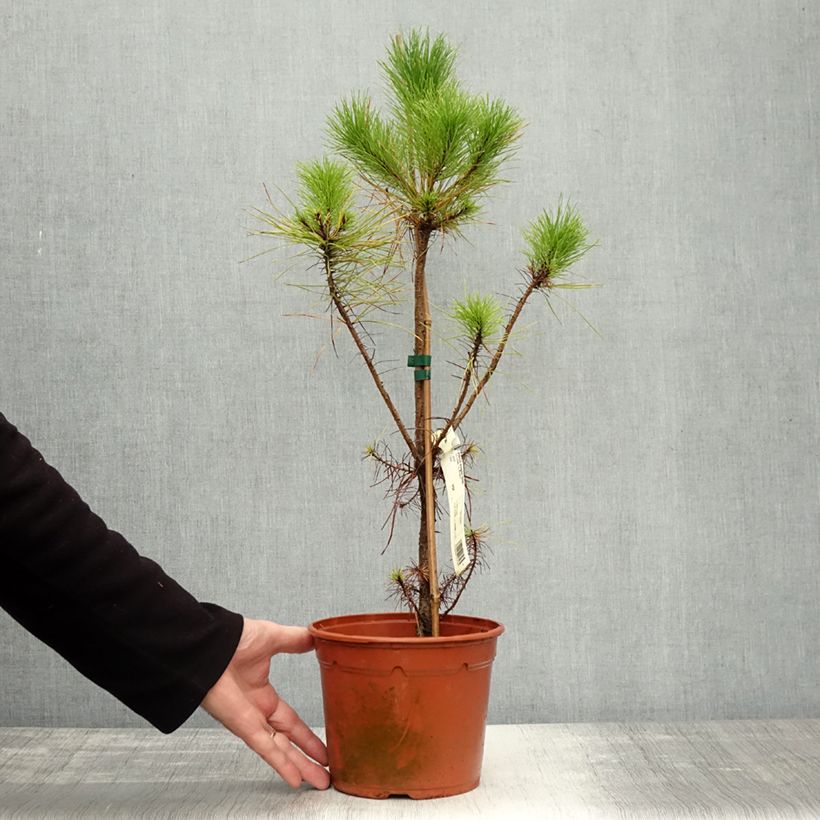 Example of Pinus insignis (radiata) - Pin de Monterey Pot de 2L/3L as you get in automne