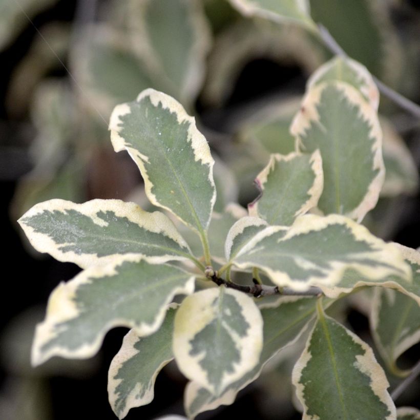 Pittosporum tenuifolium Variegatum (Foliage)