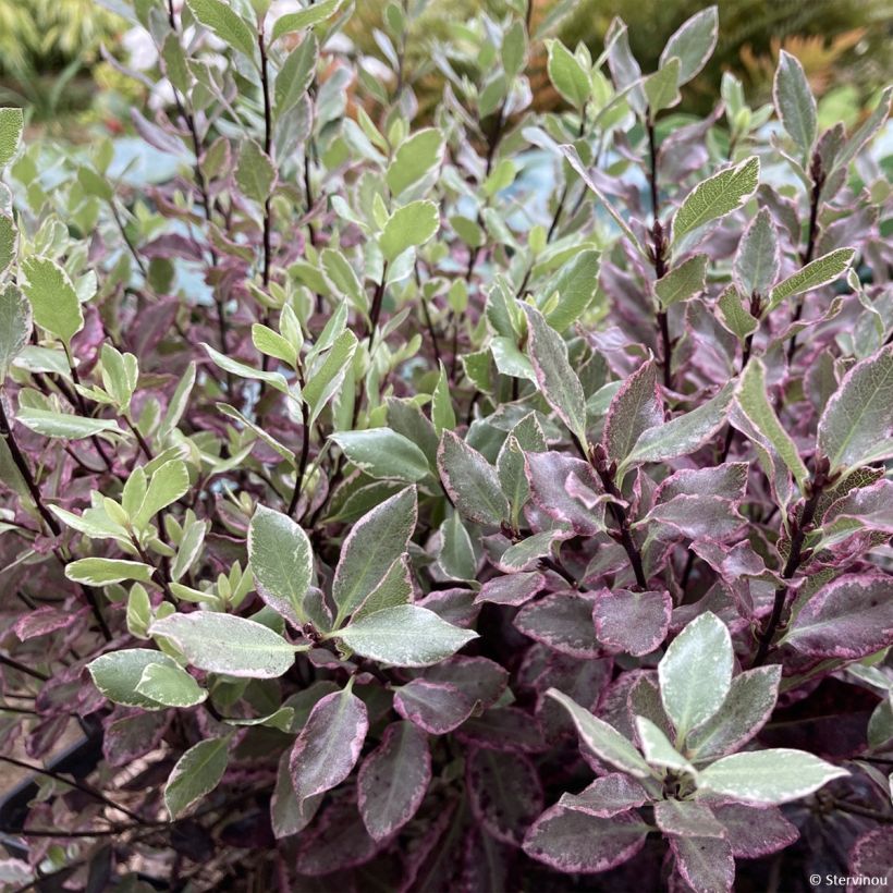 Pittosporum tenuifolium Bannow Bay (Foliage)