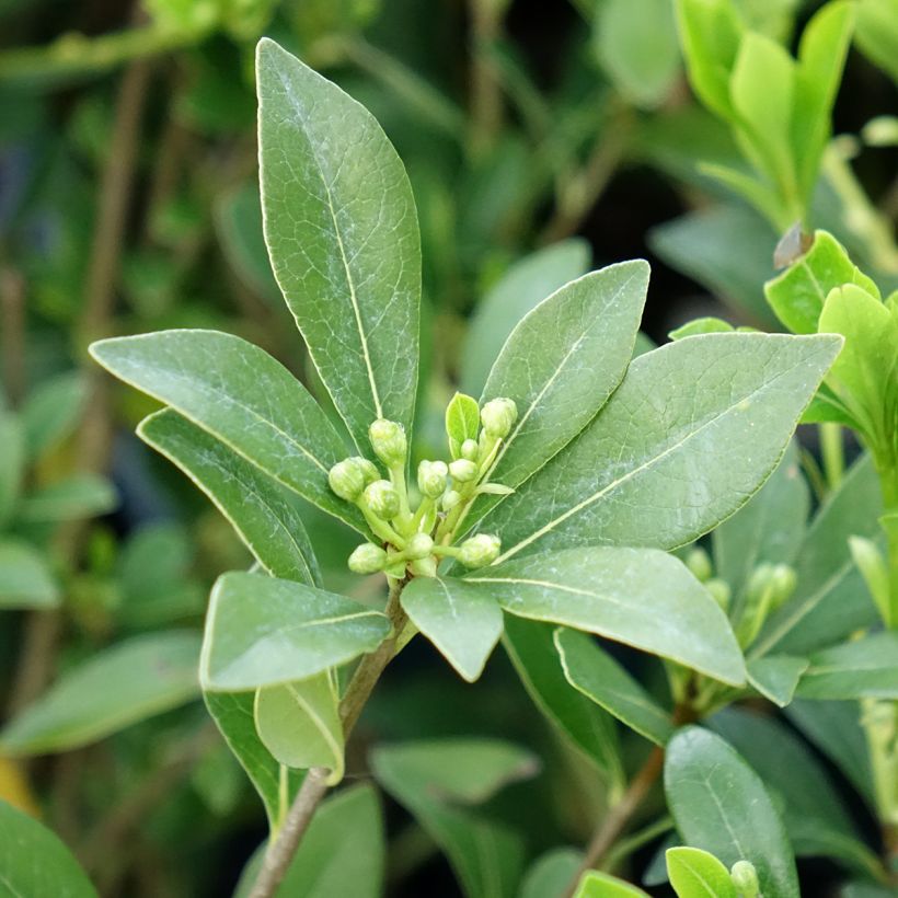 Pittosporum heterophyllum Quissac - Pittospore à feuilles variables (Foliage)