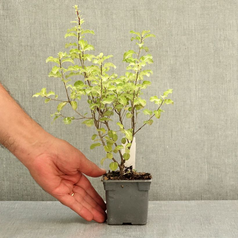 Example of Pittosporum tenuifolium Abbotsbury Gold Godet de 8/9 cm as you get in ete
