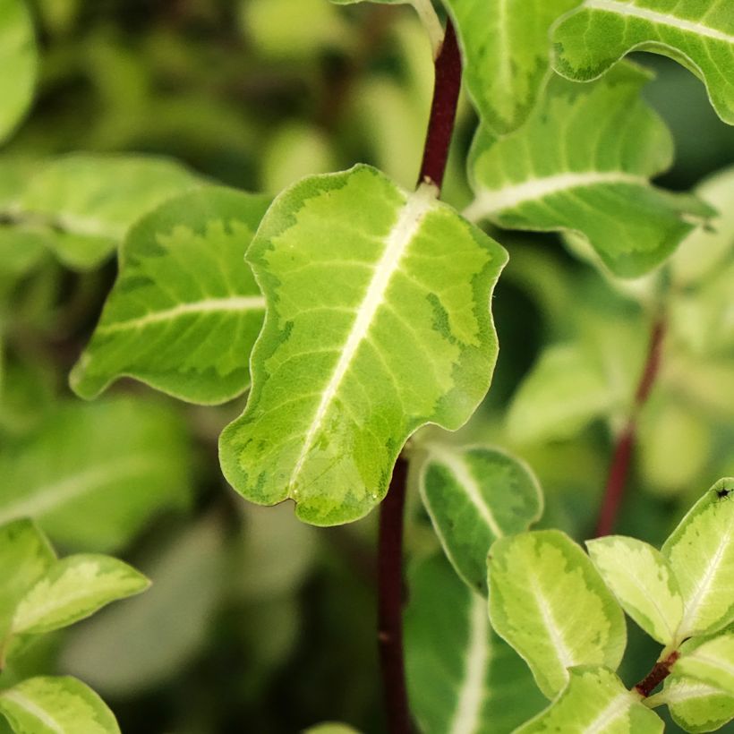 Pittosporum tenuifolium Brin de Soleil (Foliage)