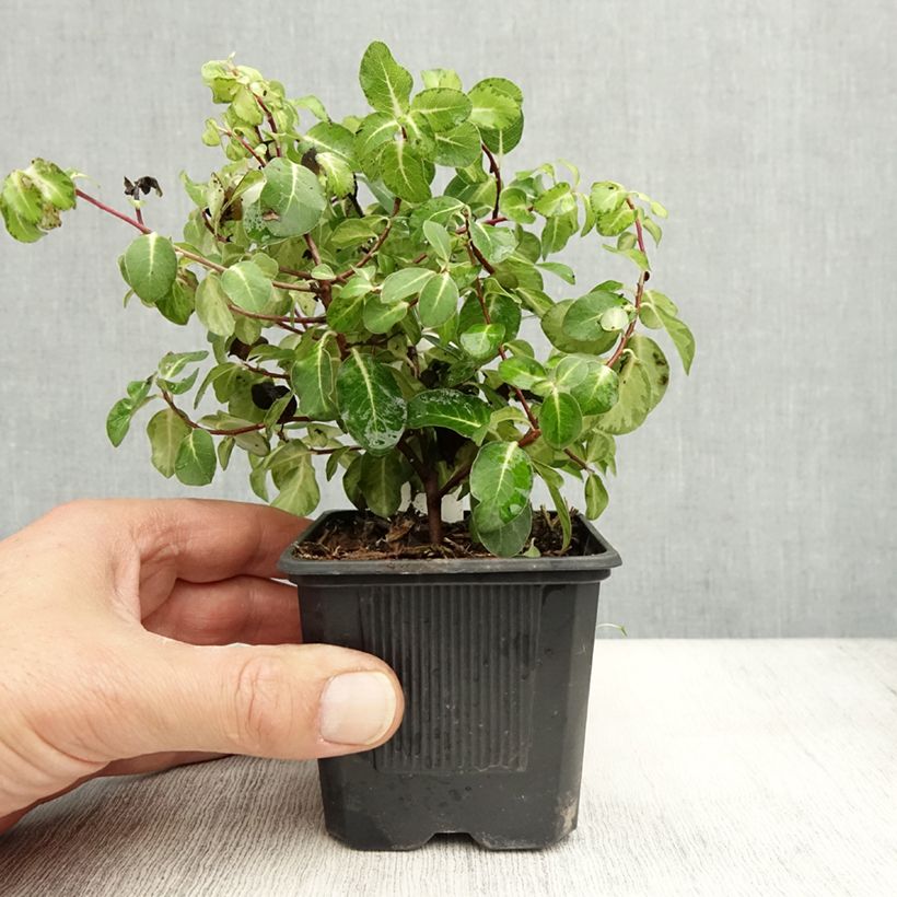 Example of Pittosporum tenuifolium Brin de Soleil Godet de 8/9 cm as you get in automne
