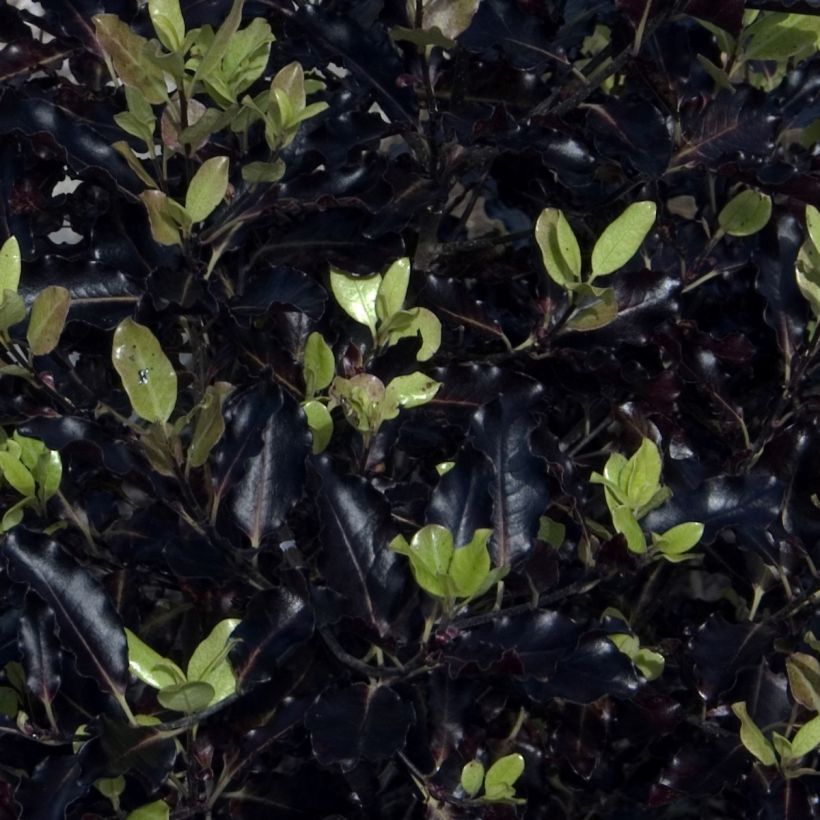 Pittosporum tenuifolium Dark Diva - Pittospore à petites feuilles (Foliage)