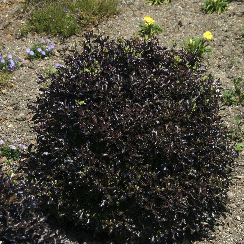 Pittosporum tenuifolium Dark Diva - Pittospore à petites feuilles (Plant habit)
