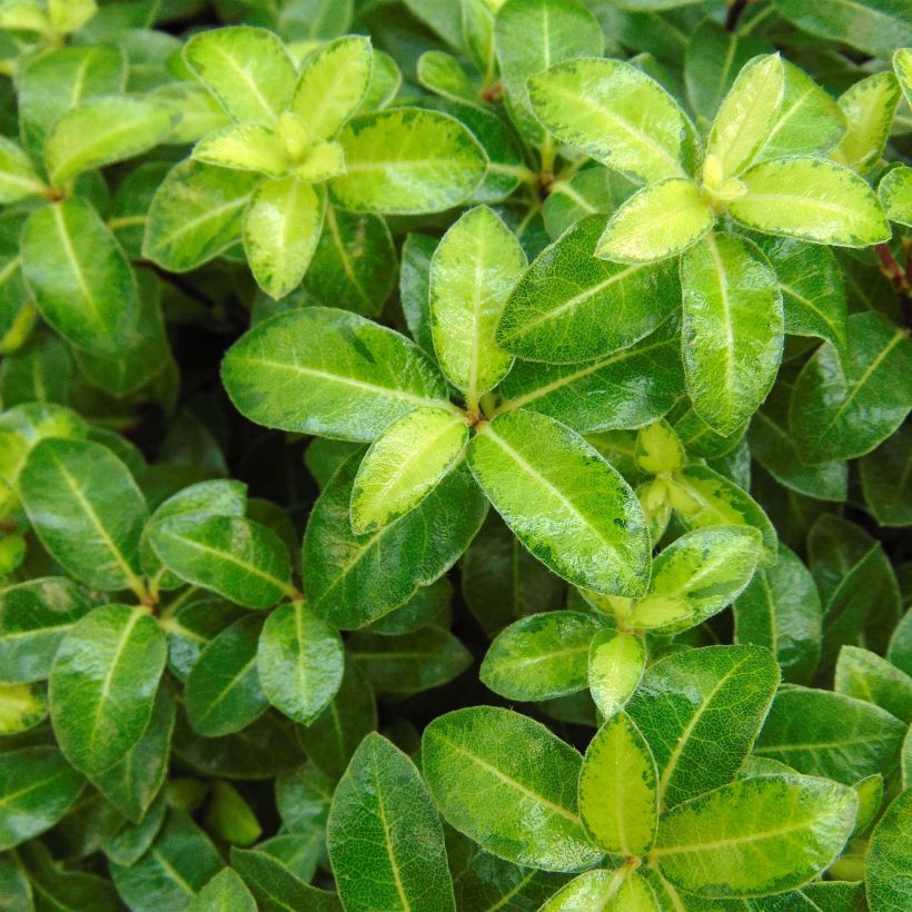 Pittosporum tenuifolium Golden Ball (Foliage)