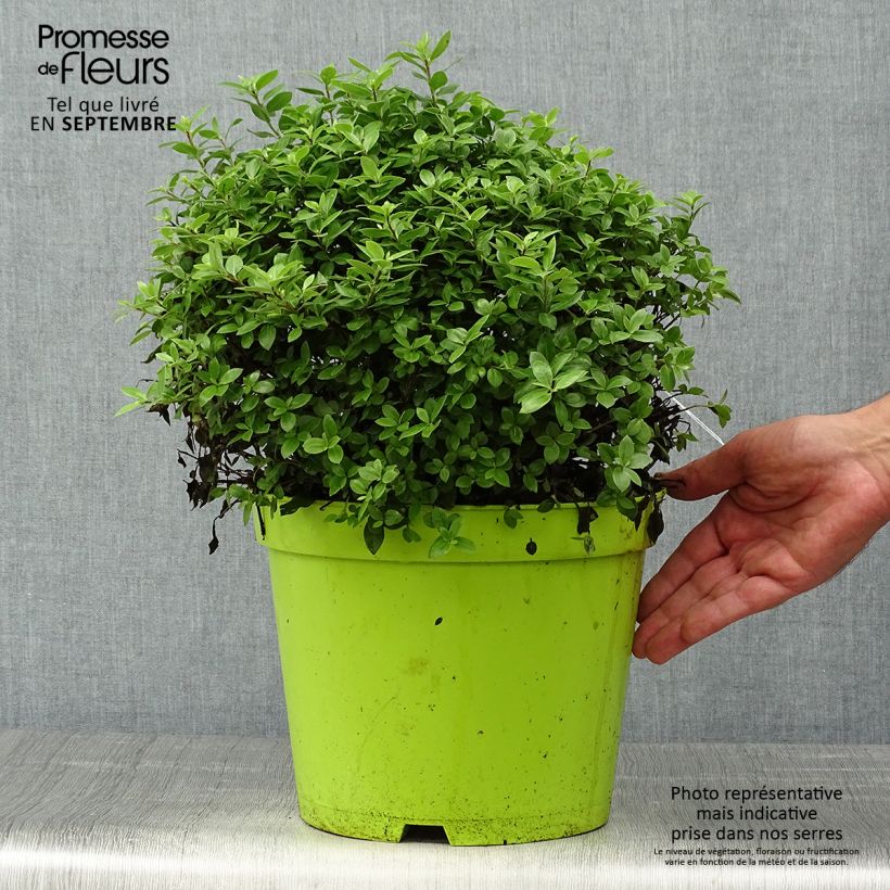 Example of Pittosporum tenuifolium Golf ball - Pittosporum à petites feuilles Pot de 7,5L/10L, Boule as you get in automne