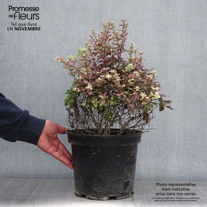 Example of Pittosporum tenuifolium Tom Thumb - Pittosporum à petites feuilles Pot de 6L/7L as you get in automne