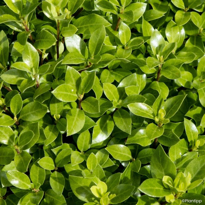 Pittosporum tenuifolium Beach Ball - Pittospore à petites feuilles (Foliage)