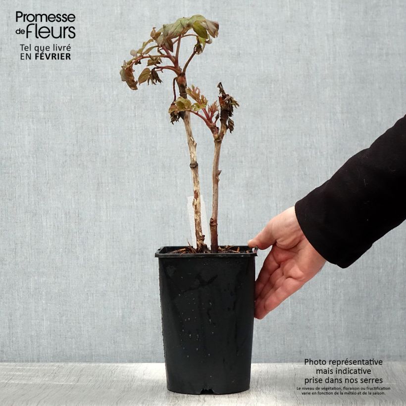 Example of Pivoine arbustive 08 Juan Ye Hong - Paeonia suffruticosa Pot de 2L/3L as you get in hiver