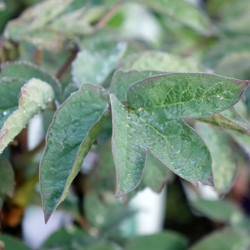 Pivoine arbustive Cai Hui - Paeonia suffruticosa (Foliage)