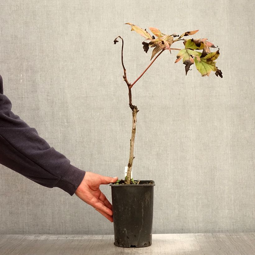 Example of Pivoine arbustive Jin Ge - Paeonia suffruticosa Pot de 2L/3L as you get in automne