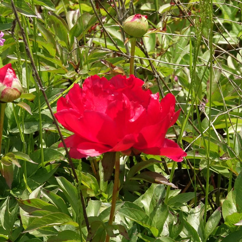 Pivoine Blaze (Flowering)