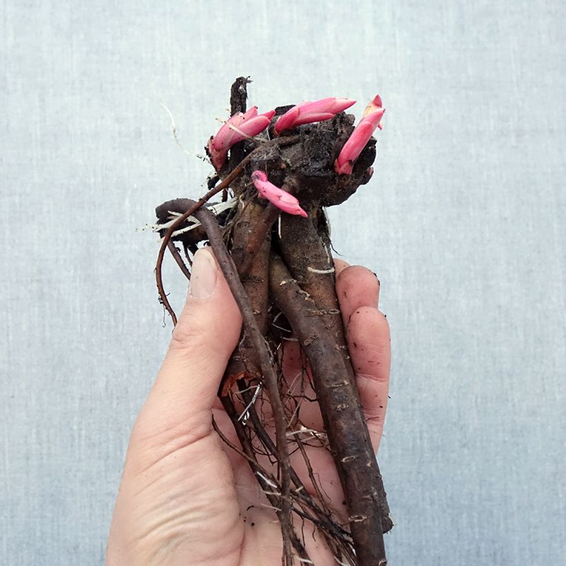 Example of Pivoine botanique - Paeonia peregrina Petites Racines nues as you get in hiver