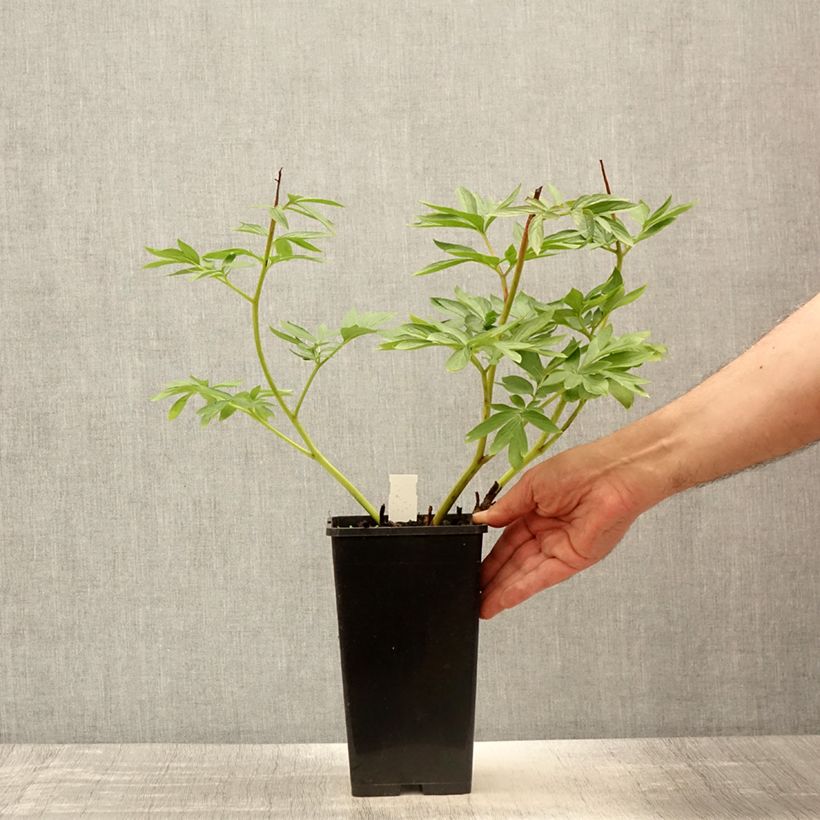 Example of Pivoine Flame Pot de 3L/4L as you get in ete