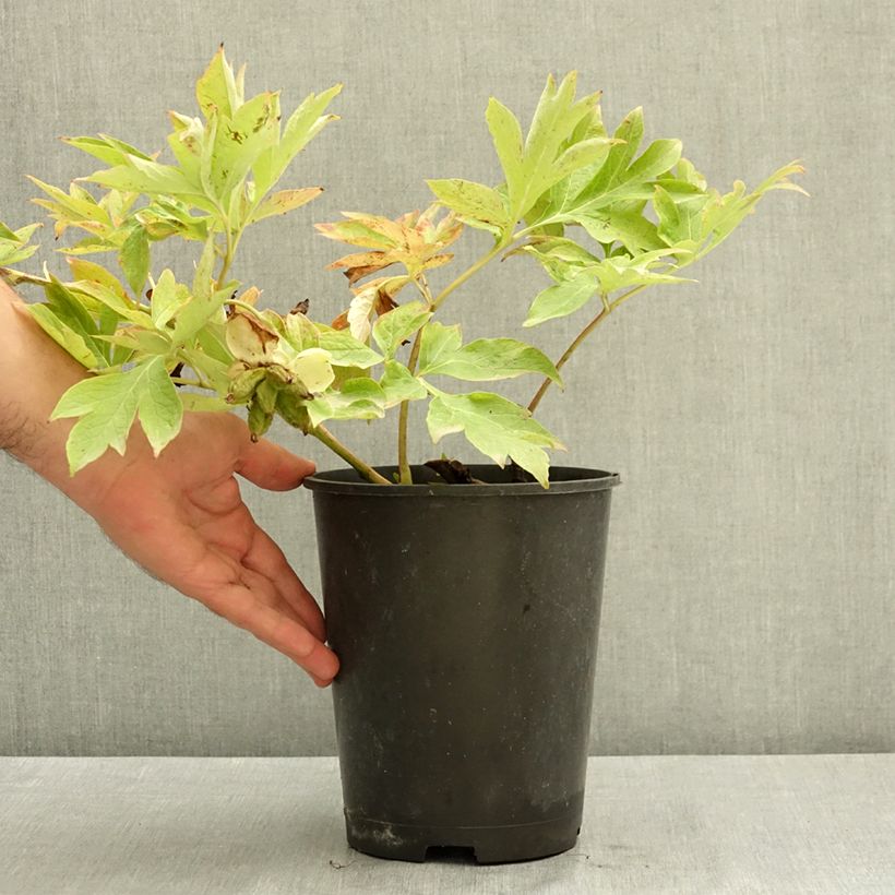 Example of Pivoine Itoh Bartzella Pot de 7,5L/10L as you get in ete