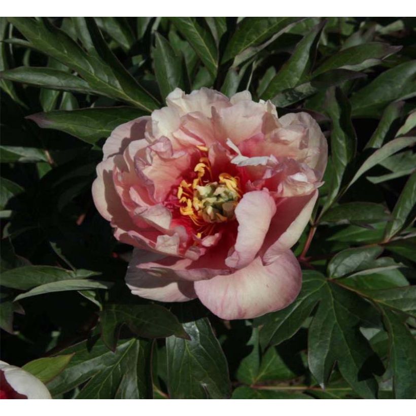 Pivoine Itoh Canary Brillant (Flowering)